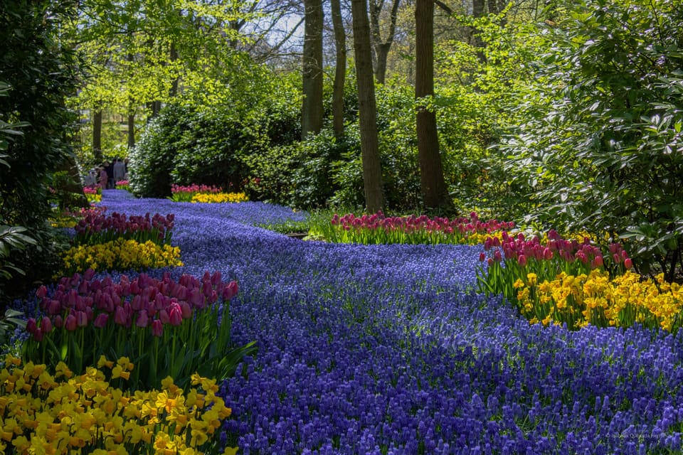 билет за Keukenhof ()